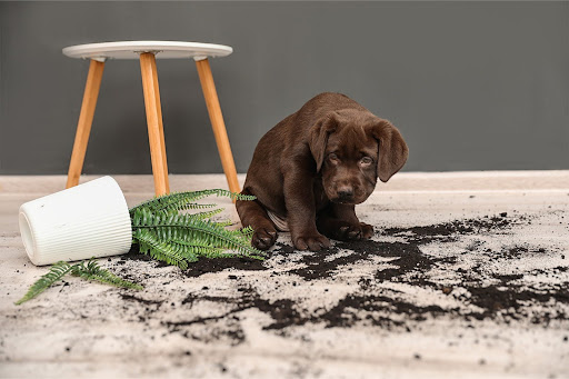 Beyond Deep Cleaning: Preventive Carpet Care Tips for Long-Lasting Beauty