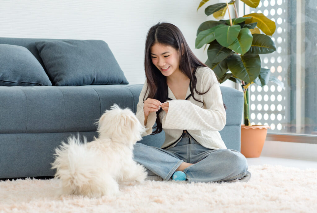 A young woman sitting on a white shag area rug next to a blue sofa while playing with a small white Maltese dog.