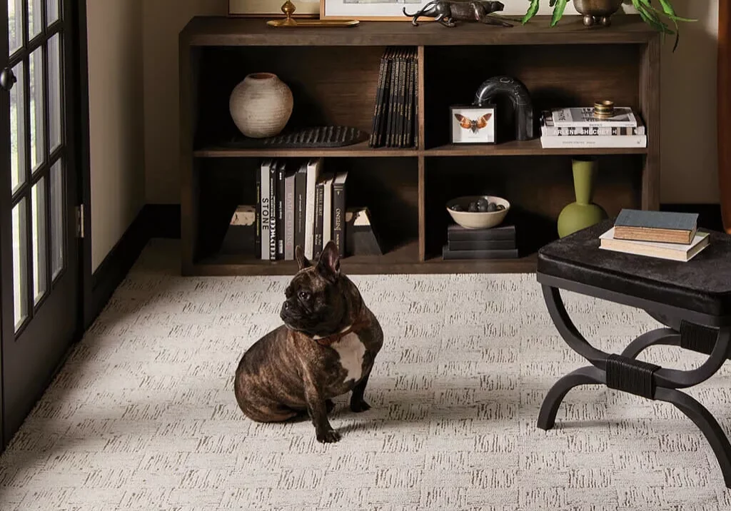 French bulldog sitting on light textured carpet near dark wood furniture.