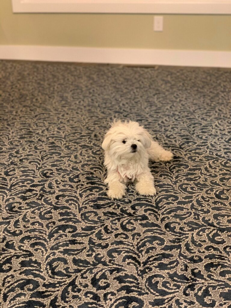 AT Purrfect Harmony 1 | Carpet Mart
