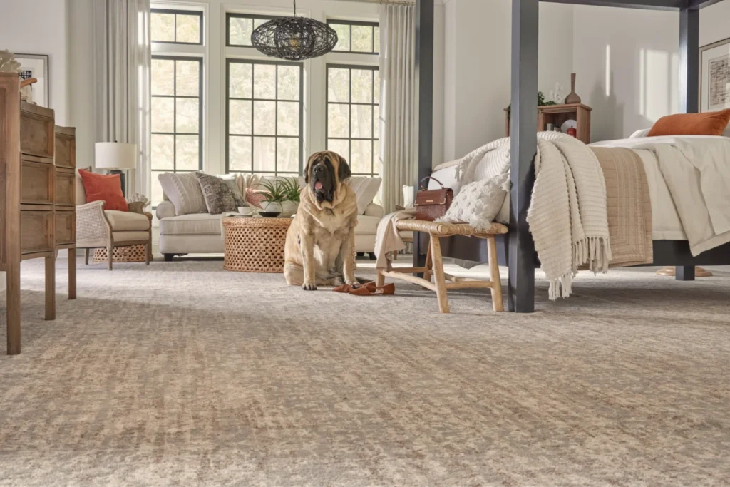 Textured beige carpet in a spacious bedroom with a large dog sitting near a canopy bed.