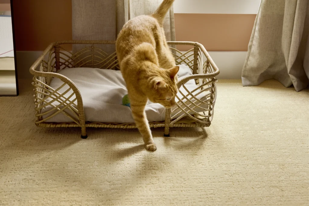 Orange cat stepping out of a wicker pet bed onto textured beige carpet.