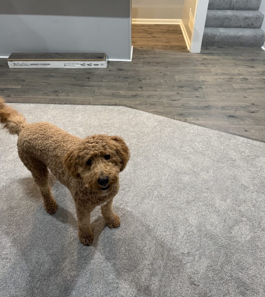RevWood Granbury Oak Wickham Gray Oak and Shaw Timeless Tone Sky Blue 2 1 | Carpet Mart