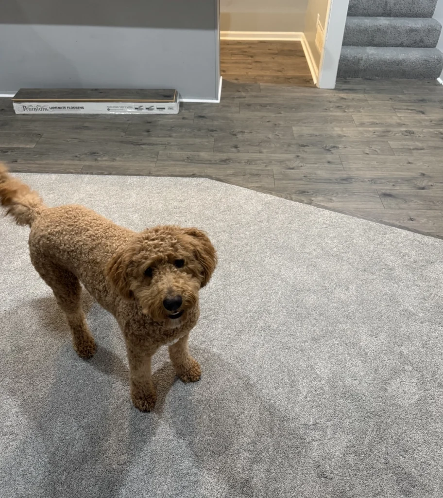 RevWood Granbury Oak Wickham Gray Oak and Shaw Timeless Tone Sky Blue 2 | Carpet Mart