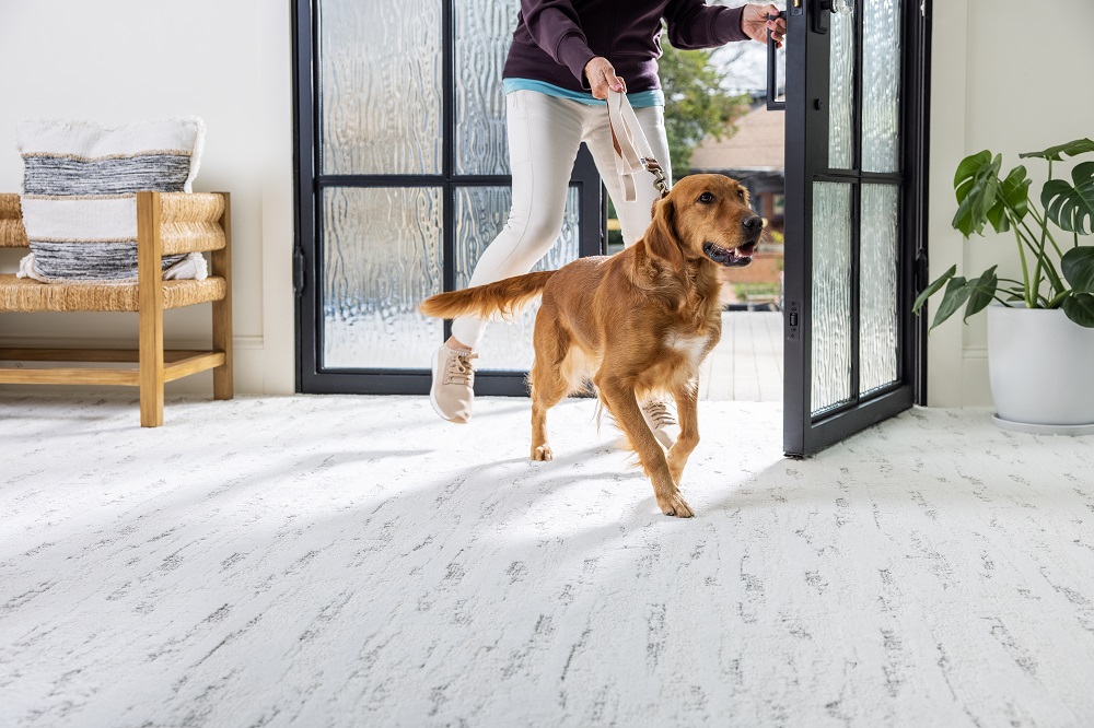 Golden retriever walking on white textured carpet near a glass doorway.